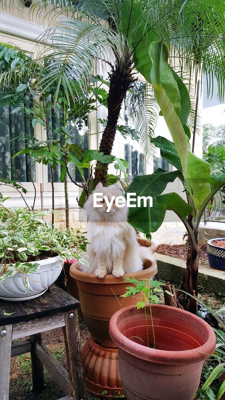 PORTRAIT OF CAT SITTING ON TABLE BY POTTED PLANTS