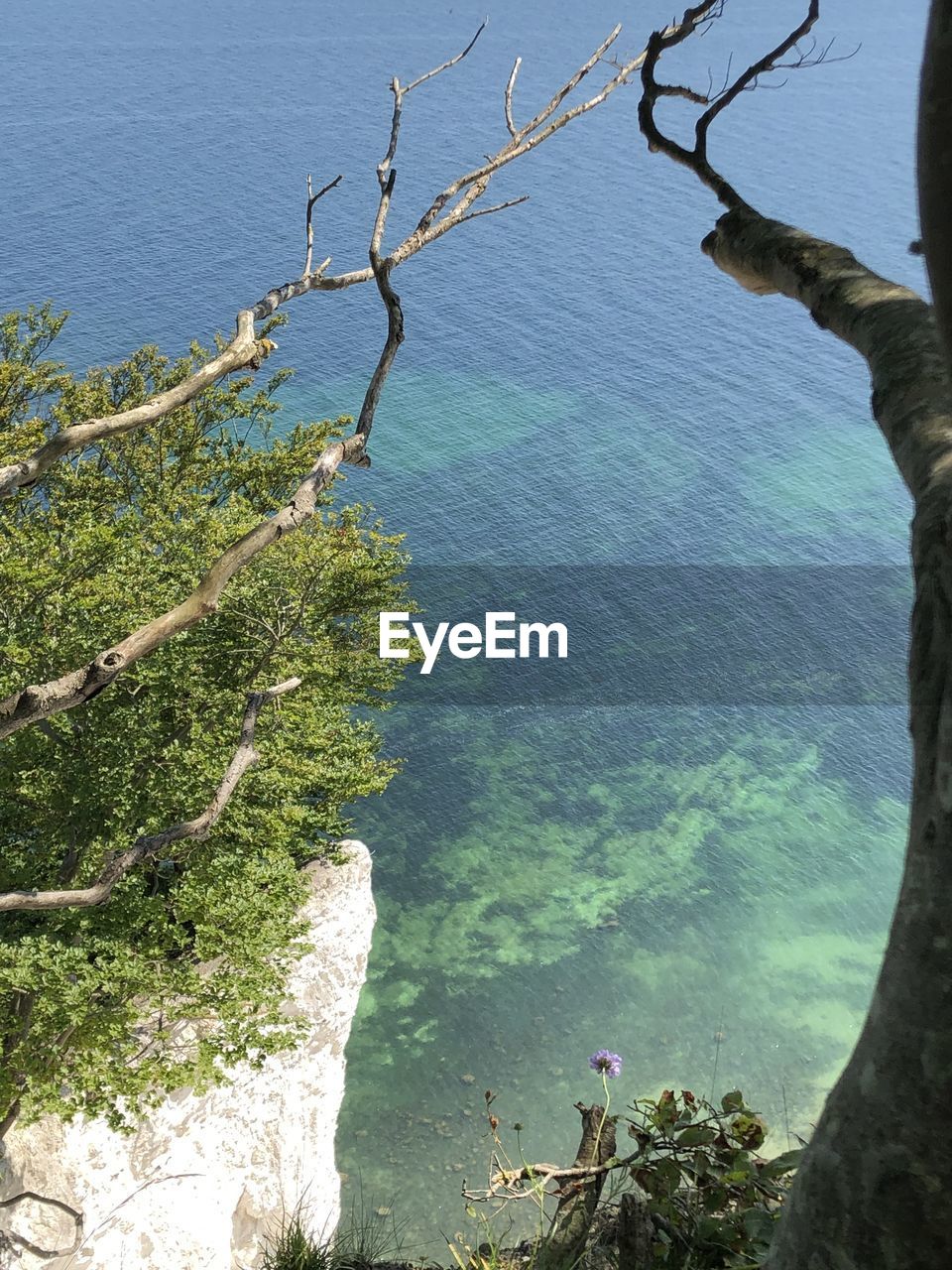 High angle view of trees on beach