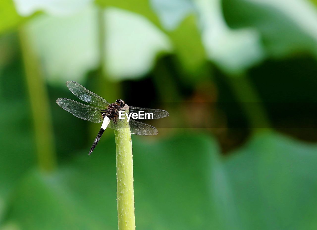 CLOSE-UP OF INSECT ON PLANT