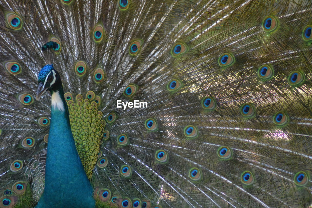 CLOSE-UP OF PEACOCK FEATHER ON BLUE FEATHERS