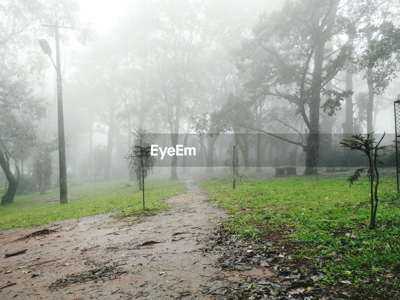 Narrow pathway along trees in forest during foggy weather