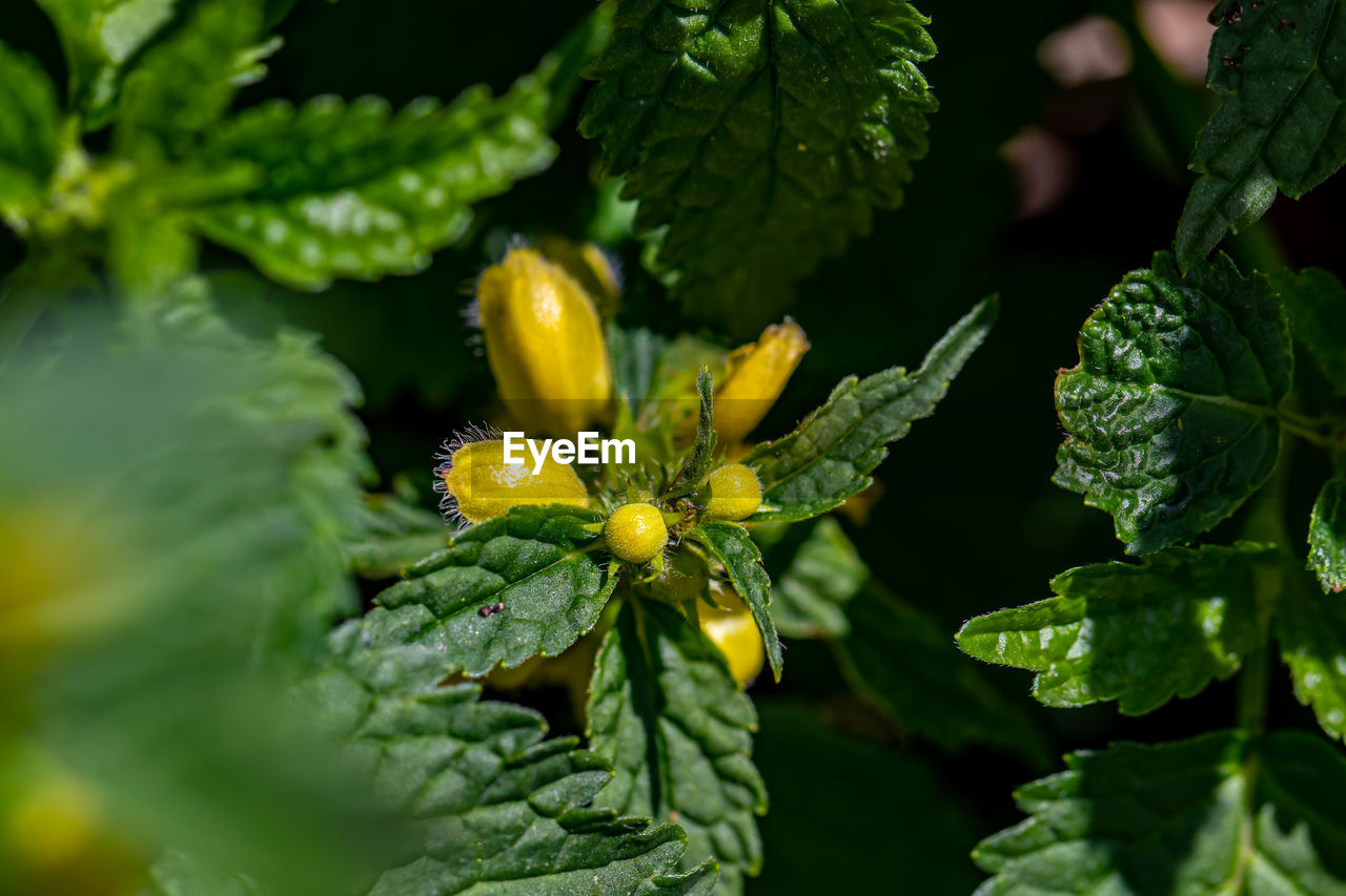 CLOSE-UP OF YELLOW FLOWER PLANT