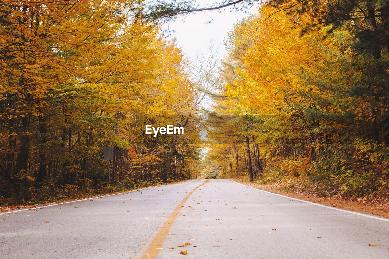 Abandoned empty road street in colorful autumn forest park with yellow orange red leaves on trees. 