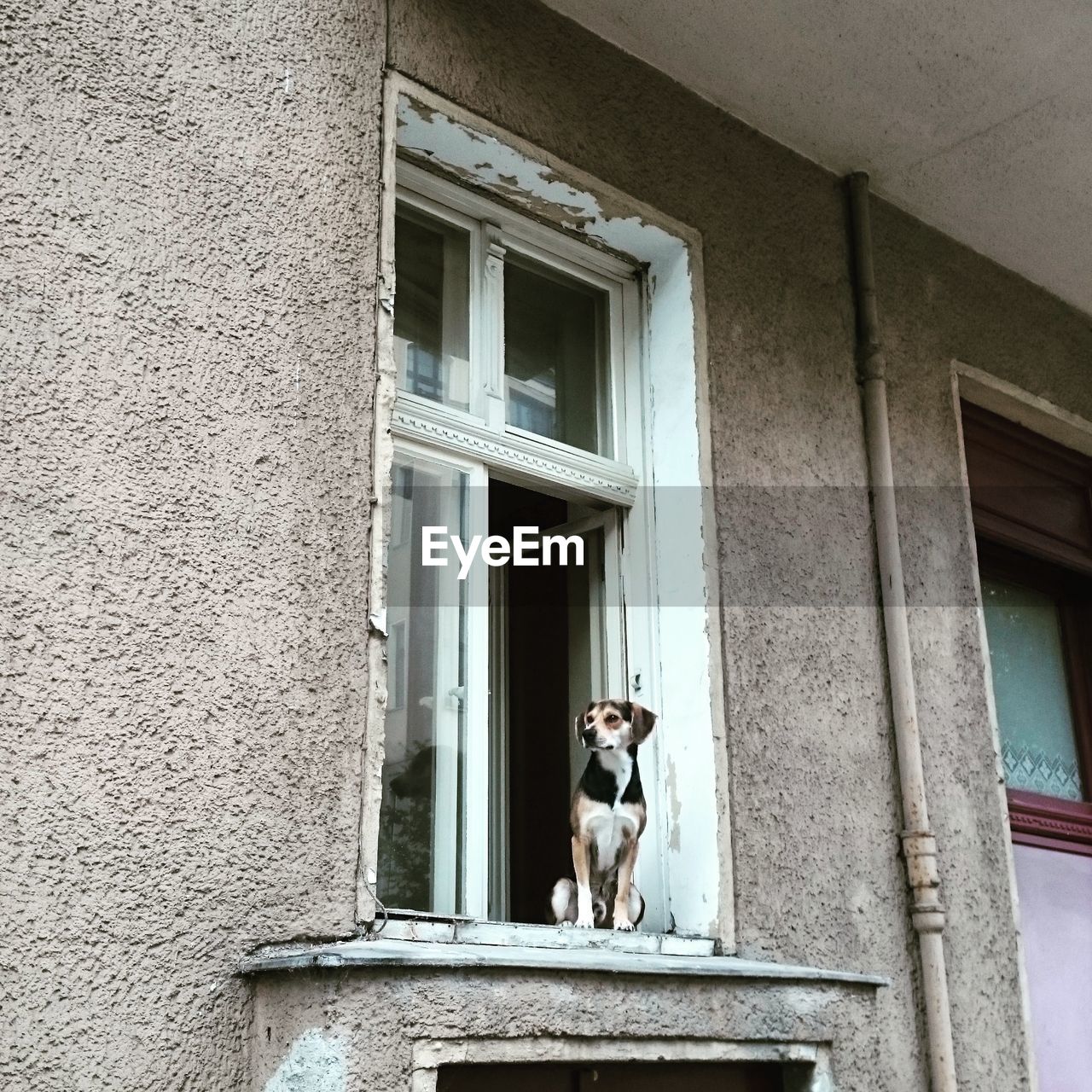 Dog sitting on window of building