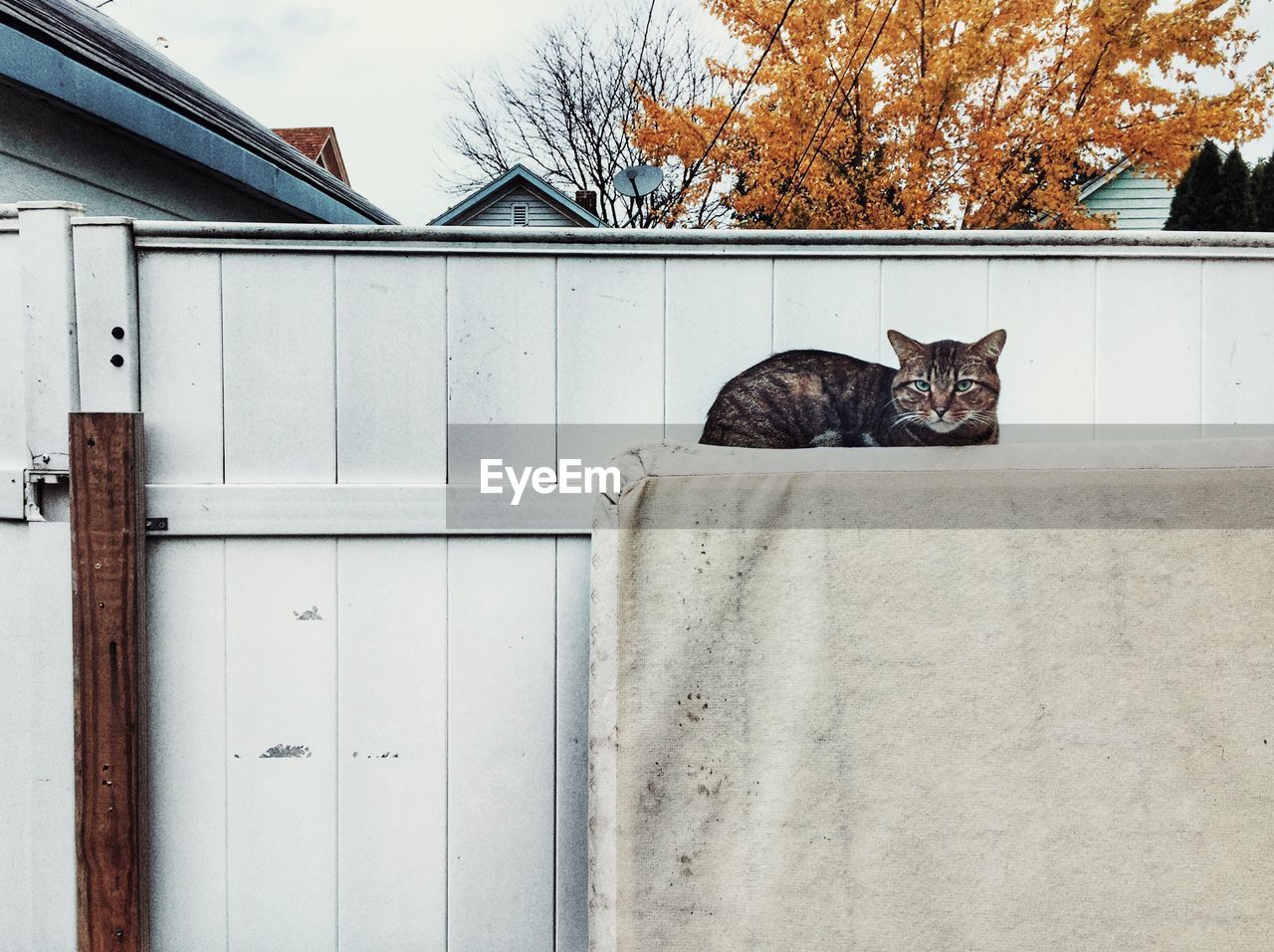 CAT SLEEPING IN A HOUSE