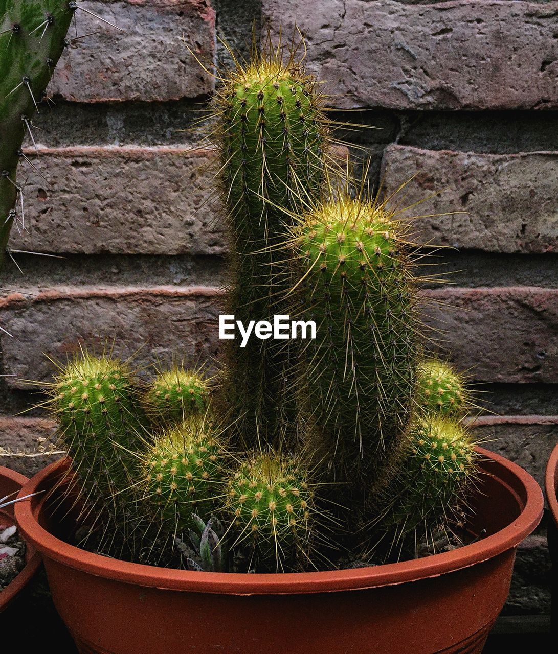 Close-up of succulent plants in yard