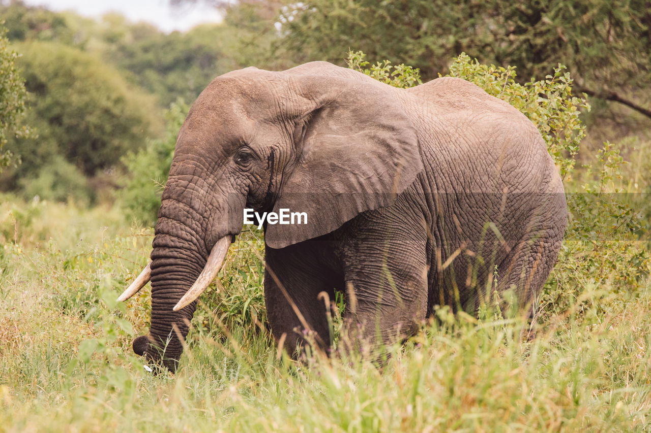 Elephant standing on field