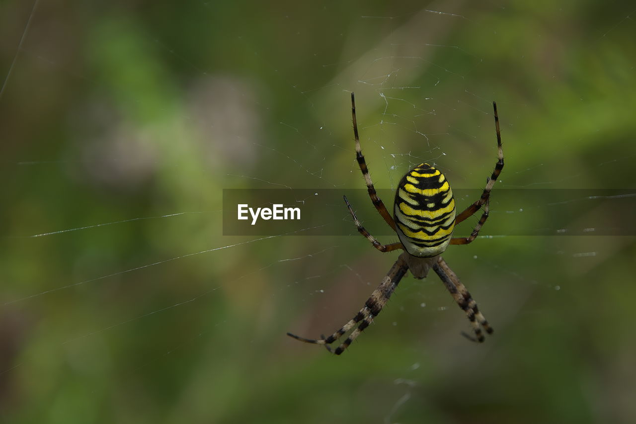 animal themes, animal, spider web, animal wildlife, one animal, wildlife, fragility, insect, spider, arachnid, close-up, argiope, focus on foreground, nature, macro photography, animal body part, spinning, no people, animal leg, beauty in nature, zoology, web, outdoors, green, day, limb, macro, selective focus, animals hunting