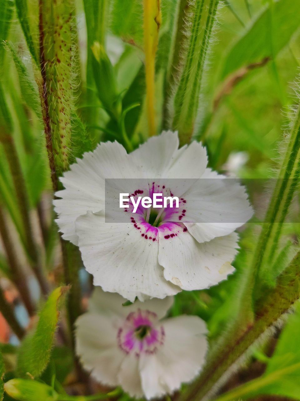 CLOSE-UP OF FLOWERING PLANT