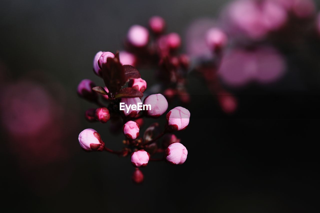 CLOSE-UP OF PINK FLOWER PLANT