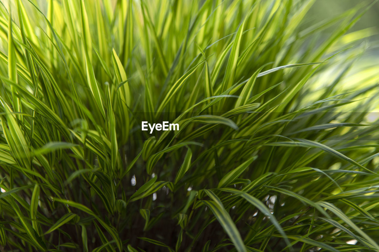 Close-up of grass in field