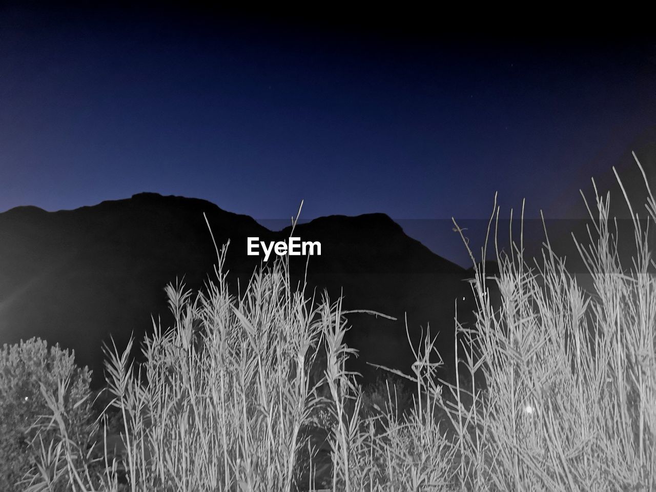 PLANTS GROWING ON FIELD AGAINST CLEAR SKY