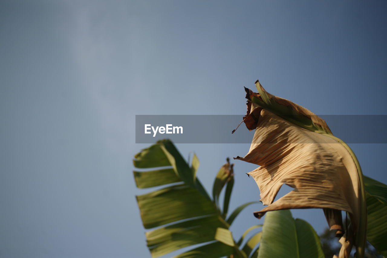 Low angle view of banana leaf against clear sky