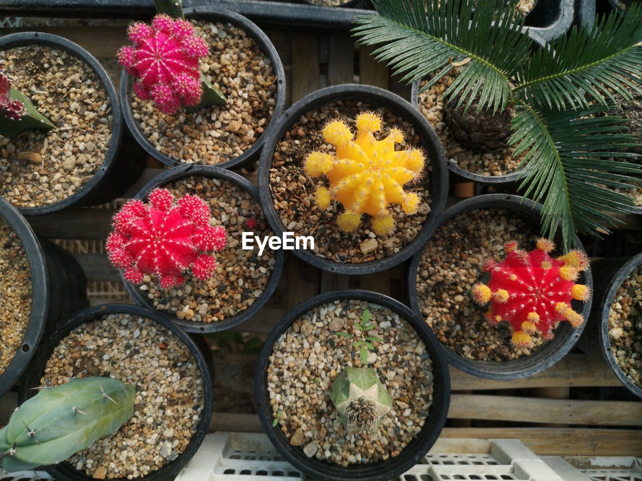 HIGH ANGLE VIEW OF VARIOUS FLOWERS IN BOWL AT MARKET STALL