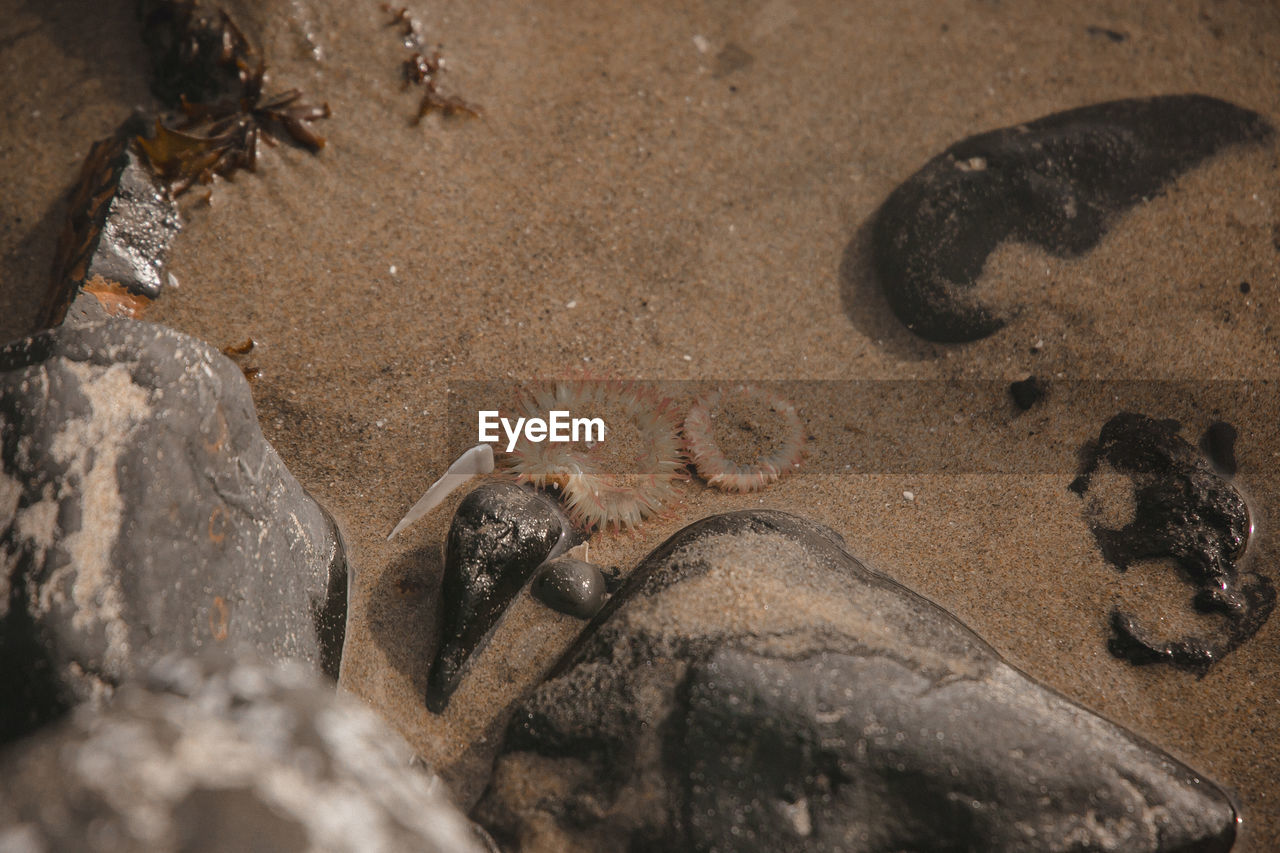 Sea creatures in the pacific ocean