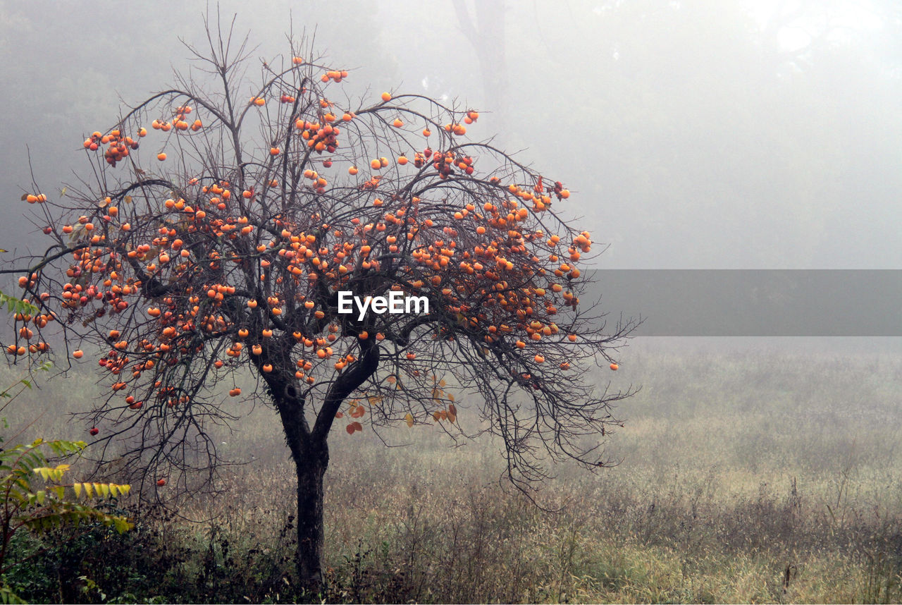 VIEW OF TREE ON FIELD AGAINST SKY