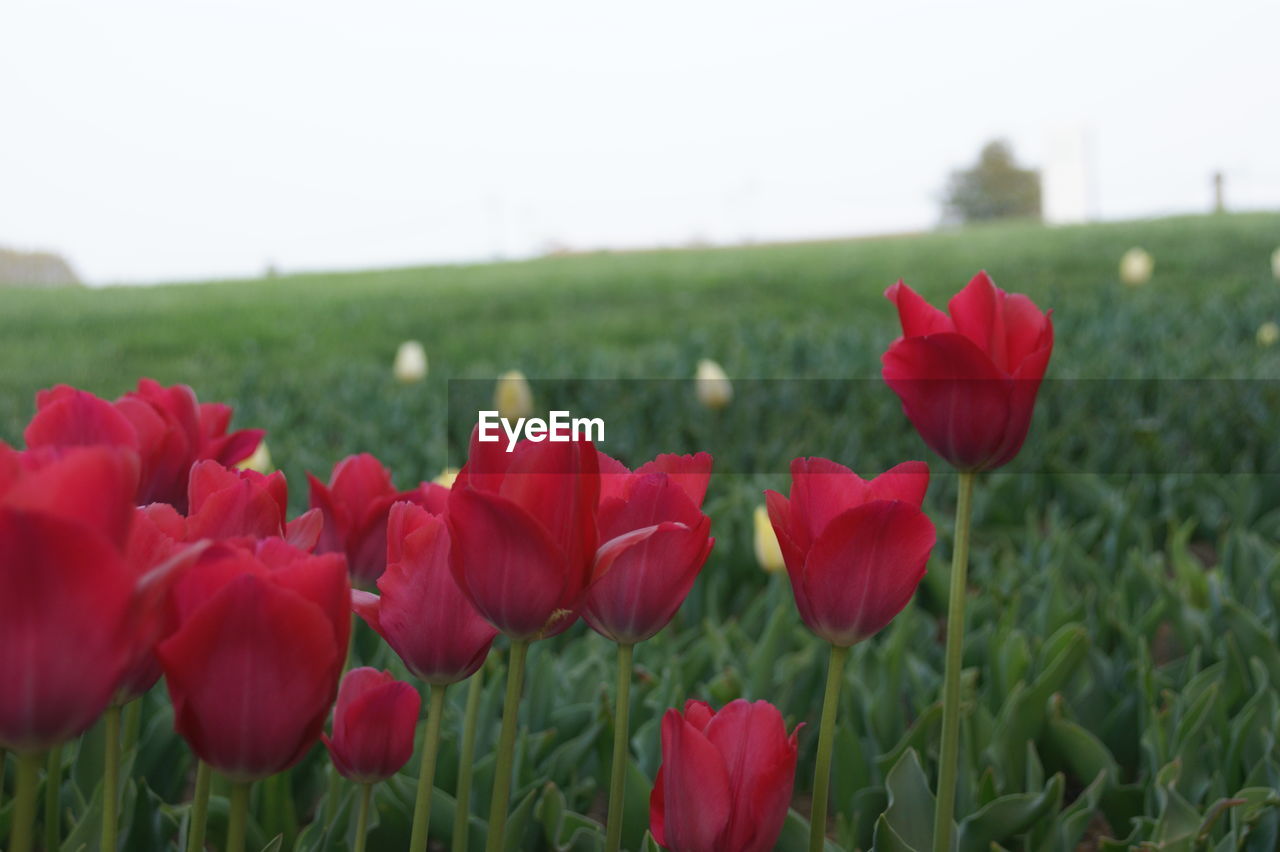 CLOSE-UP OF RED TULIP FLOWERS ON FIELD