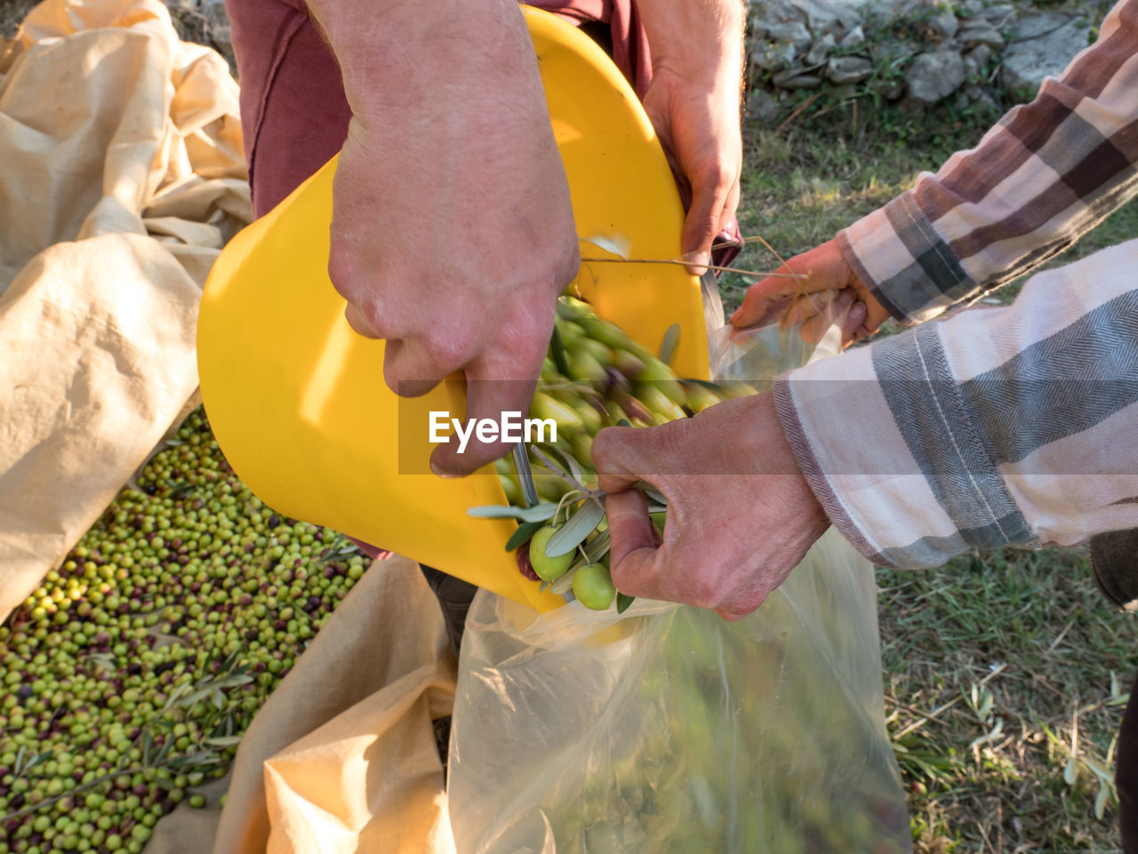 Cropped hands of farmers putting olives in plastic bag at farm