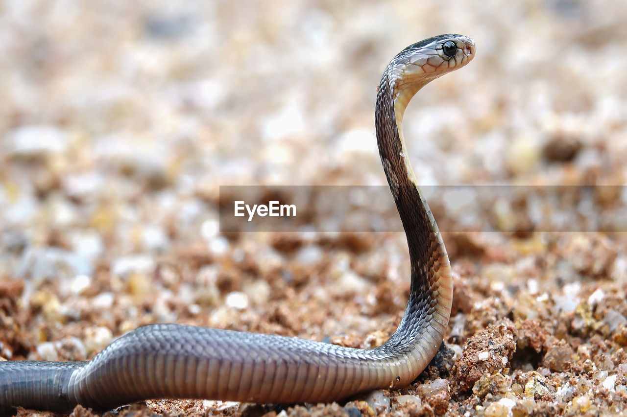 Close-up of snake on field