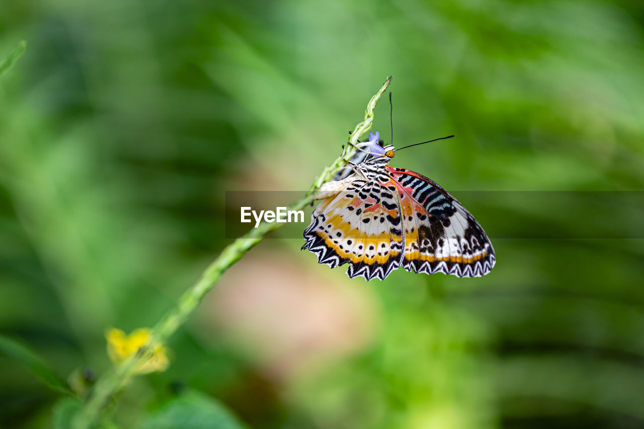 BUTTERFLY ON LEAF