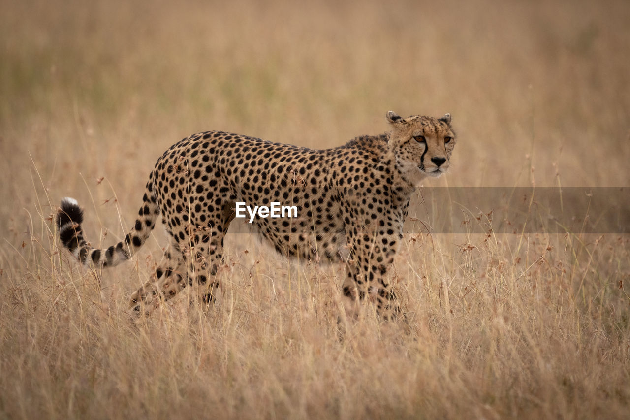 Cheetah on grassy field 