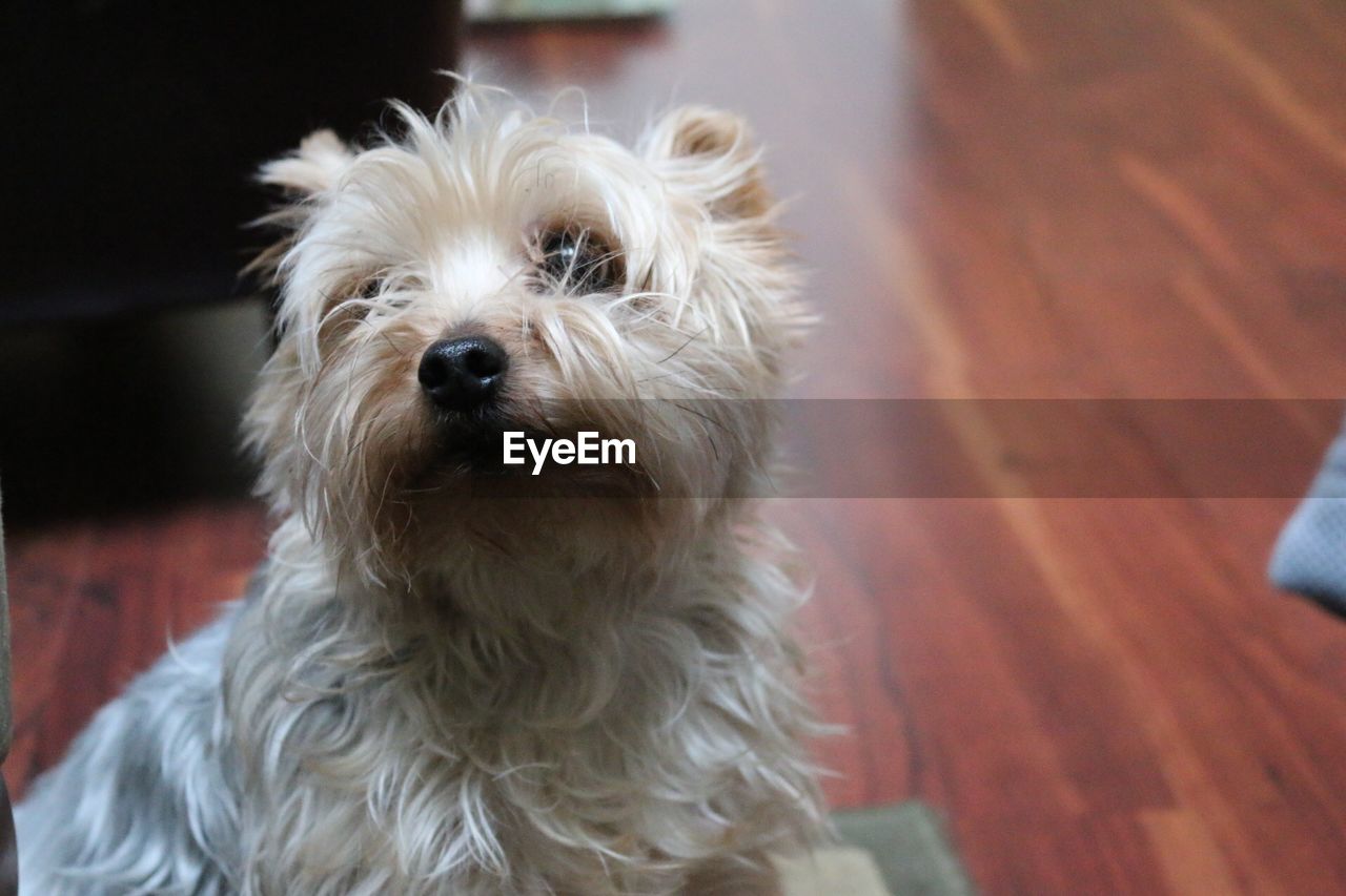 CLOSE-UP PORTRAIT OF DOG IN BLANKET