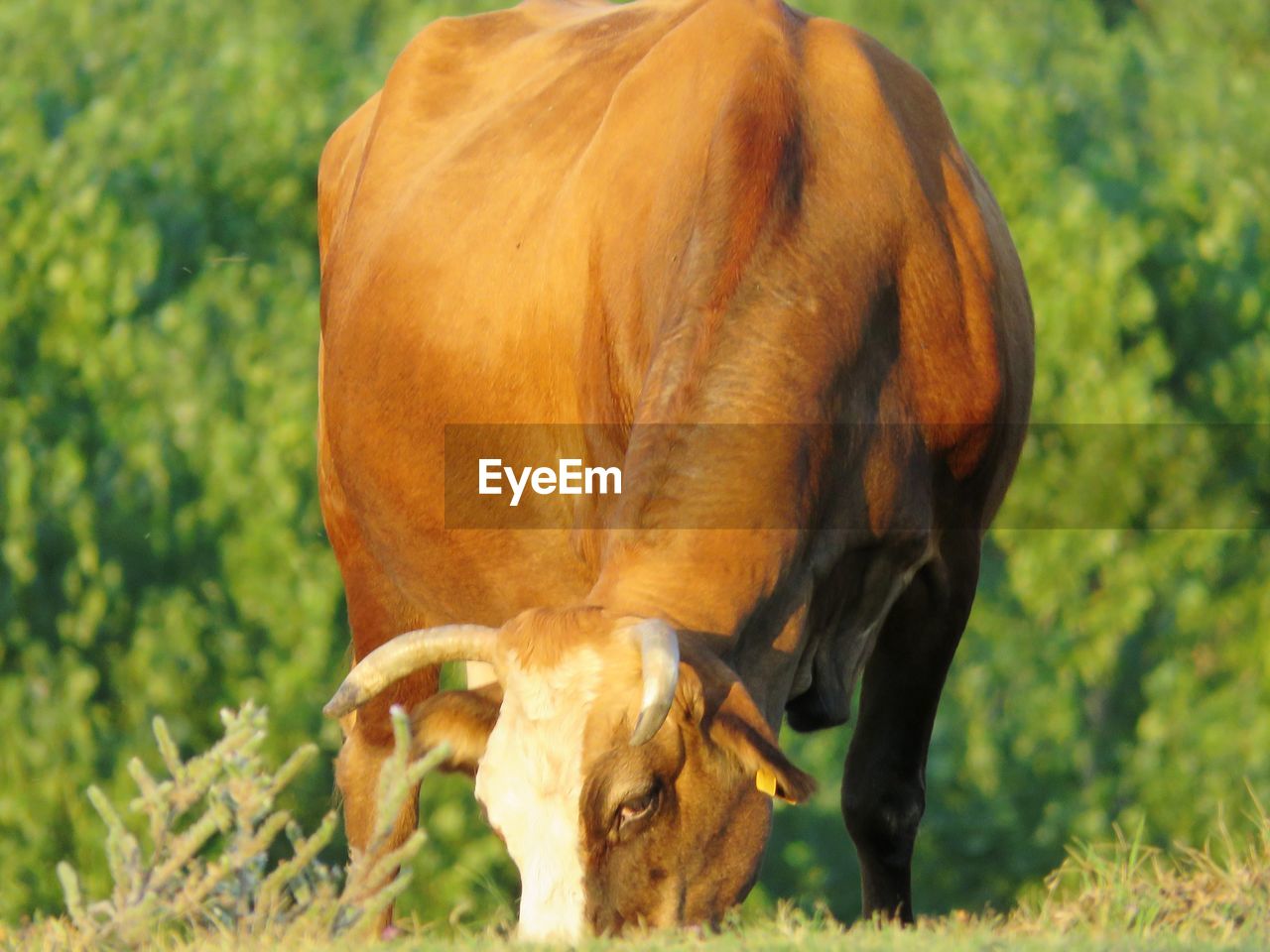 CLOSE-UP OF A COW