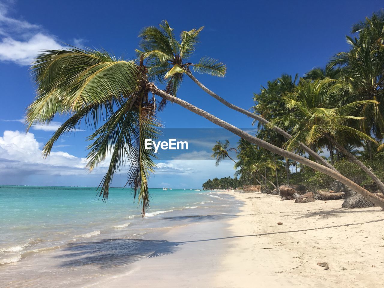 Palm trees on beach against sky