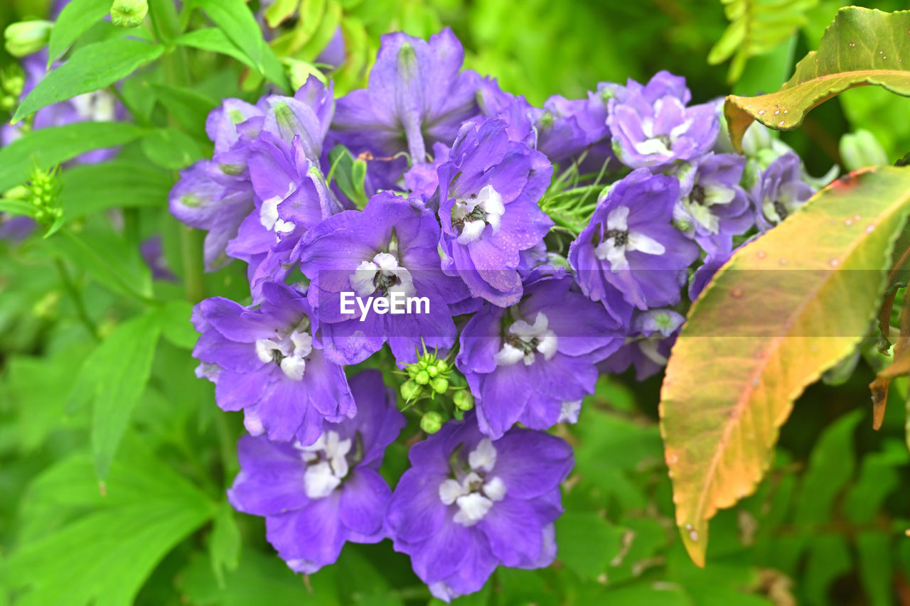 flowering plant, flower, plant, beauty in nature, purple, freshness, plant part, leaf, fragility, close-up, nature, petal, growth, flower head, inflorescence, no people, botany, day, green, outdoors, wildflower, springtime, focus on foreground, blossom, sunlight, blue