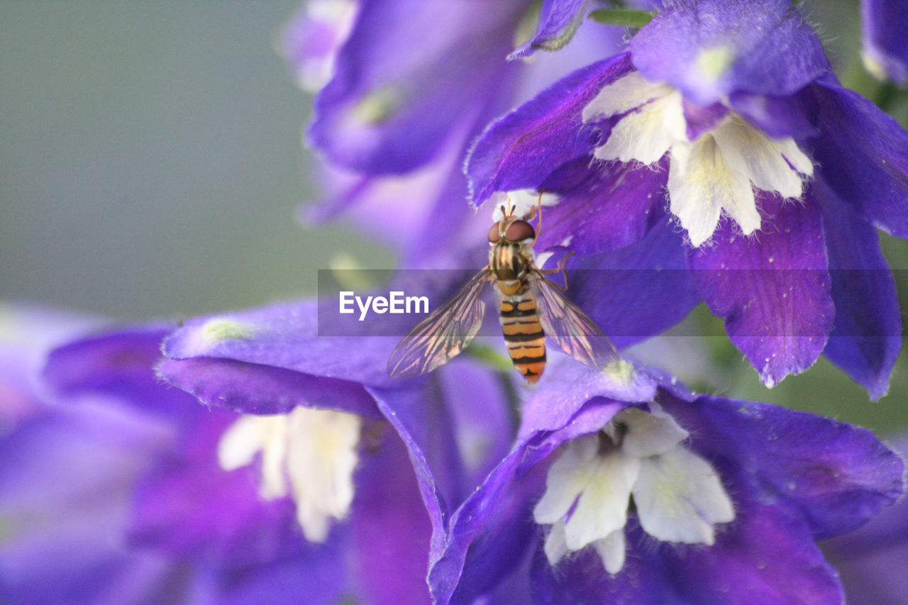 Closeup Flower Flowers Followme Garden Hoverfly Instagood Macro Nature Photography Nature_collection Nature_perfection SP Wildflowers