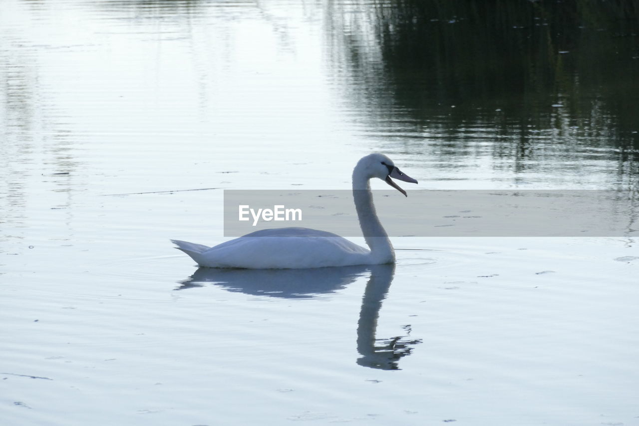 SWAN FLOATING ON A LAKE