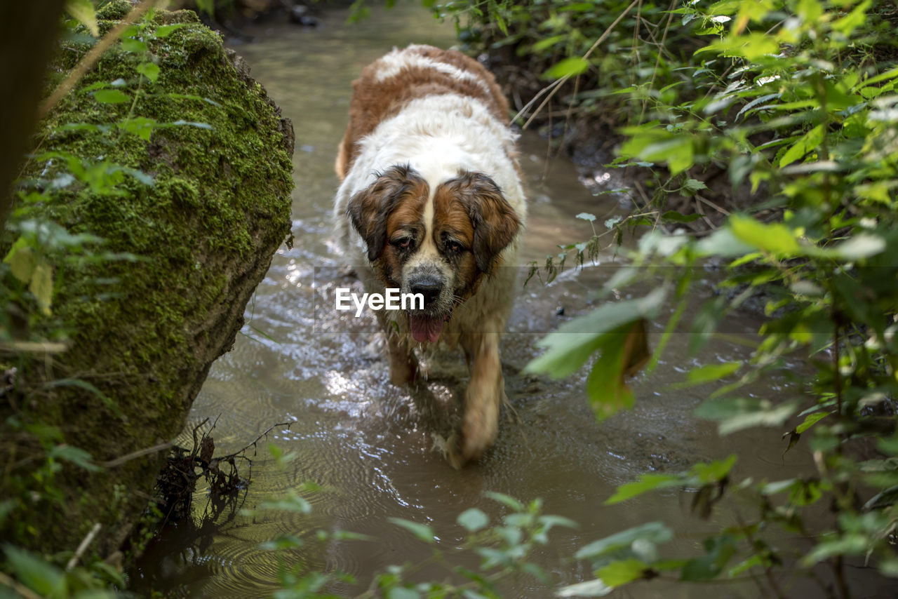 PORTRAIT OF DOG IN LAKE