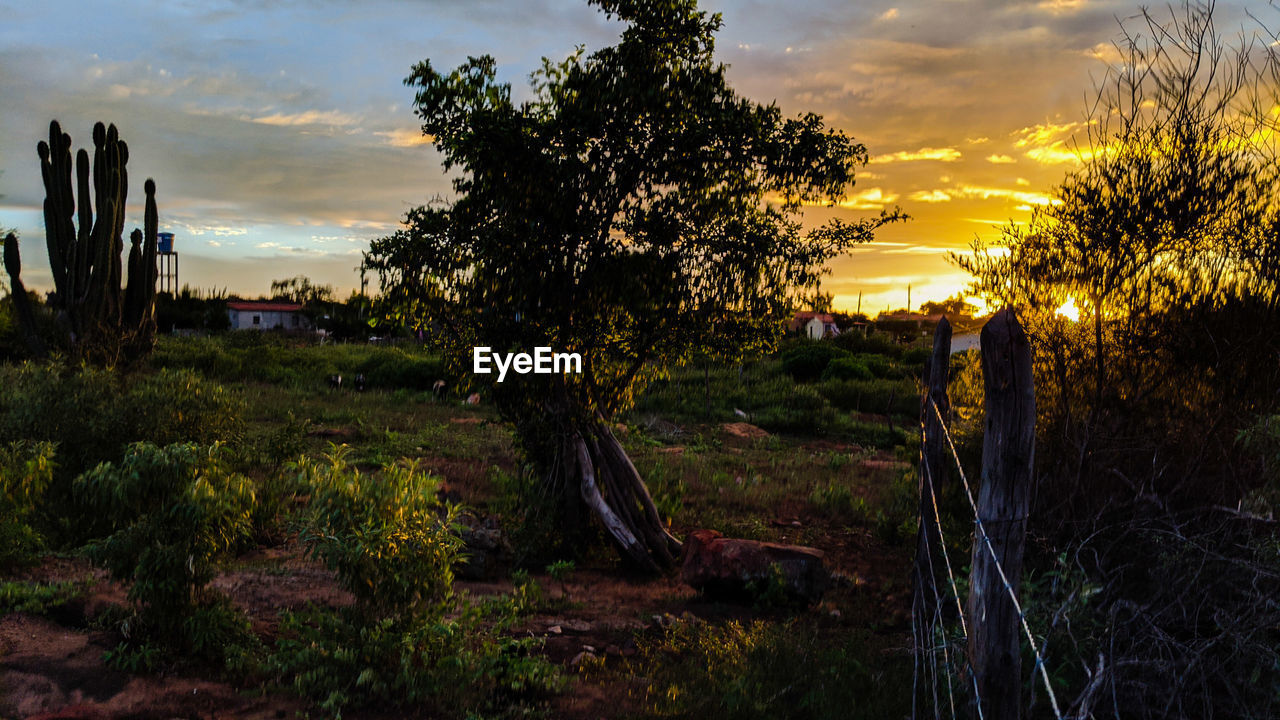 TREES ON FIELD AGAINST SKY AT SUNSET