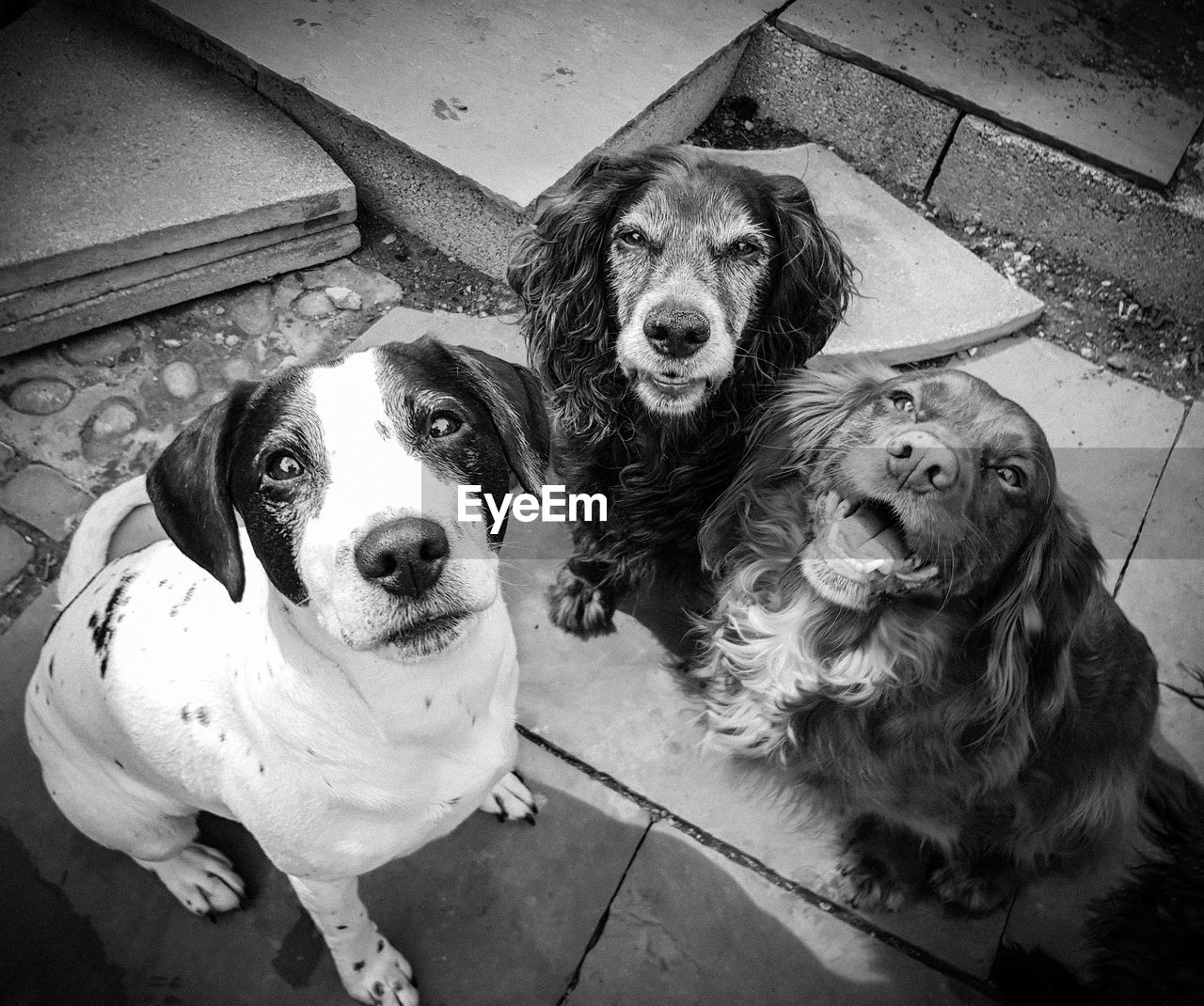 High angle portrait of dogs sitting outdoors