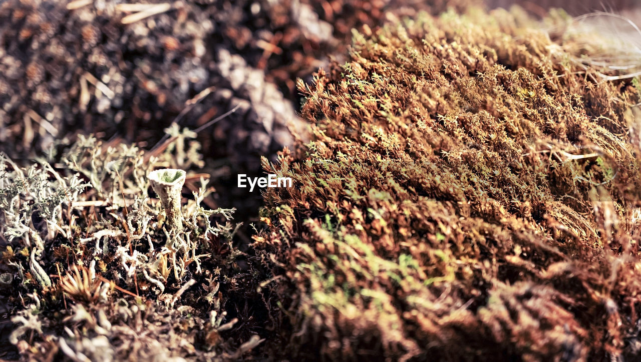 CLOSE-UP OF DRY PLANTS ON FIELD