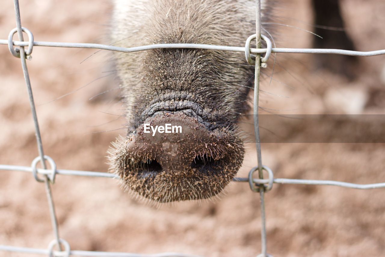 CLOSE-UP OF A HORSE