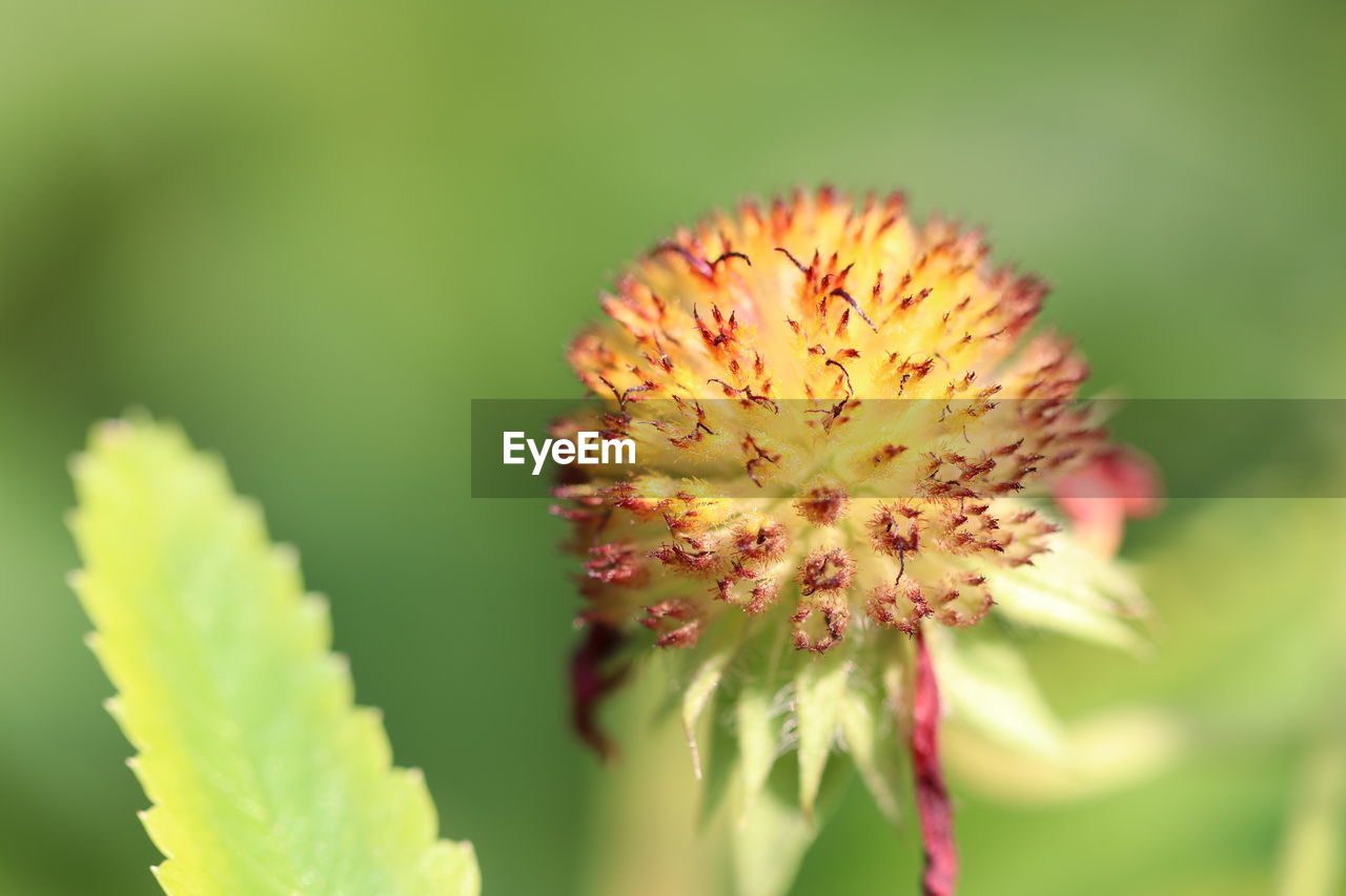 CLOSE-UP OF FLOWERING PLANT AGAINST BLURRED BACKGROUND