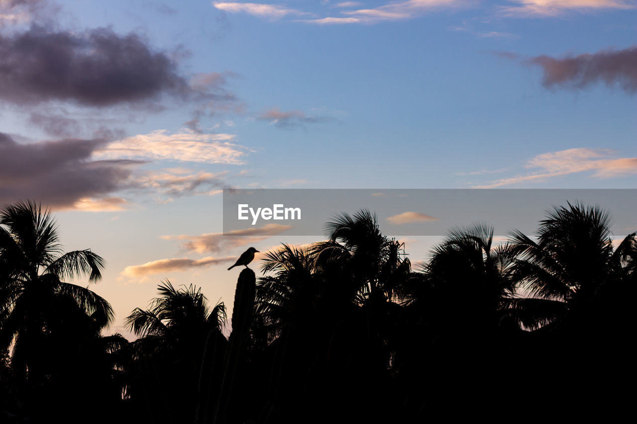 LOW ANGLE VIEW OF SILHOUETTE TREES AGAINST SKY AT SUNSET