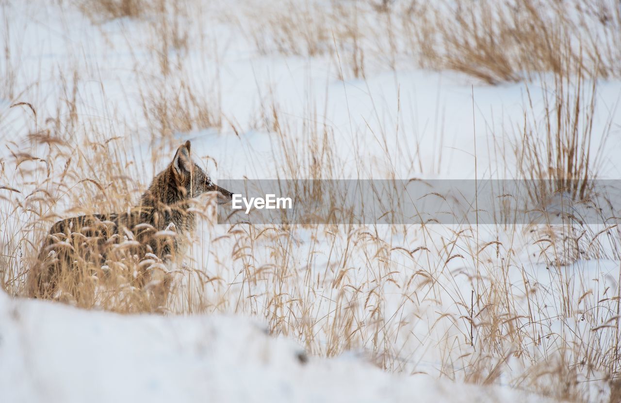 Side view of wolf on snow covered land by plants