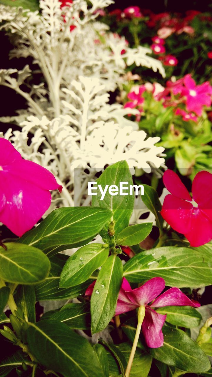 FULL FRAME SHOT OF PINK FLOWERS