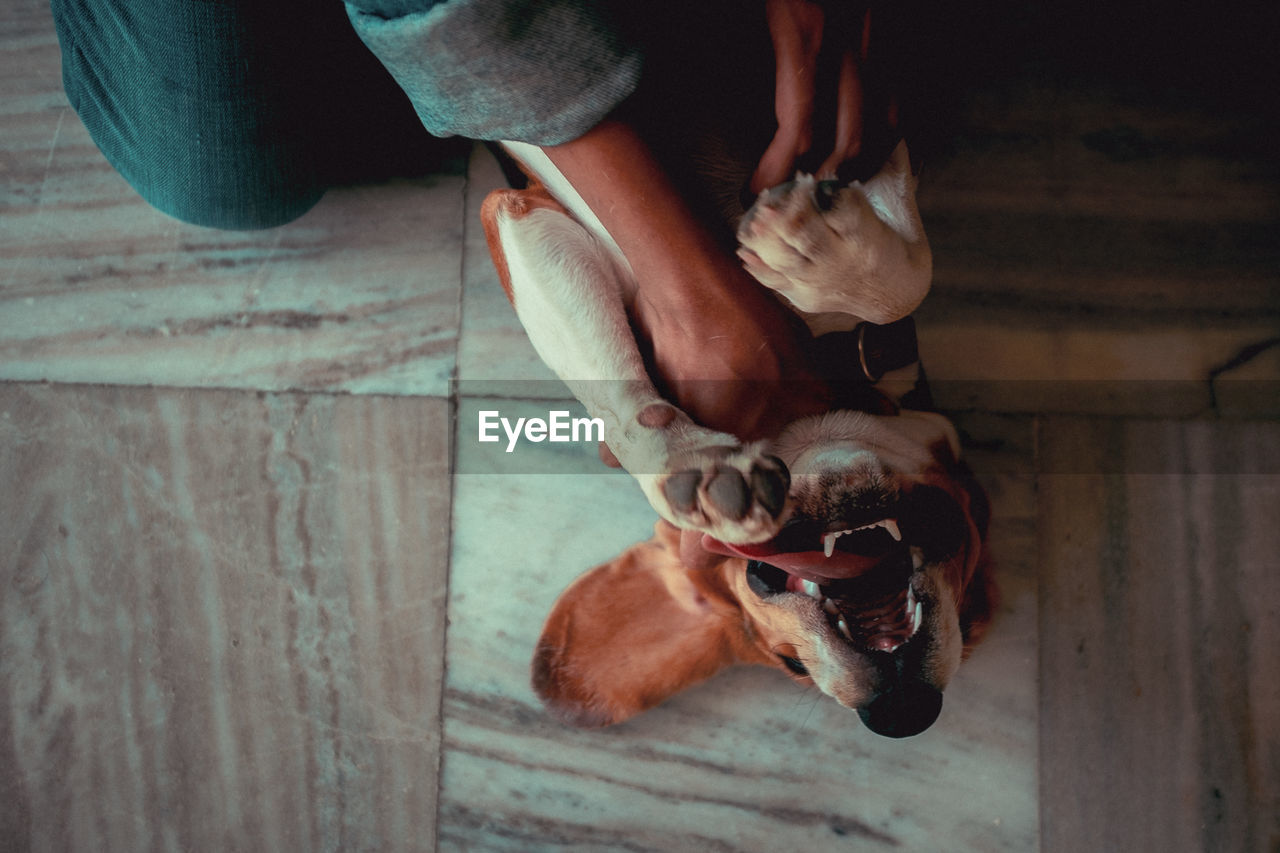 Low section of people with dog on floor
