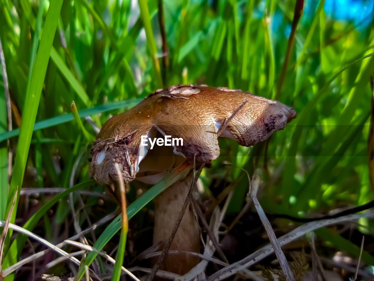 CLOSE-UP OF MUSHROOM ON GRASS