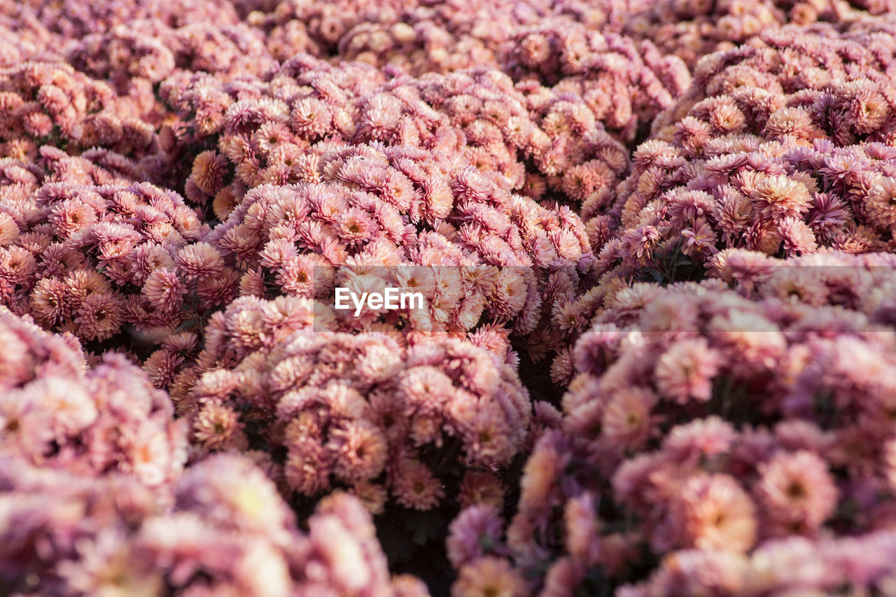 FULL FRAME SHOT OF PINK FLOWER