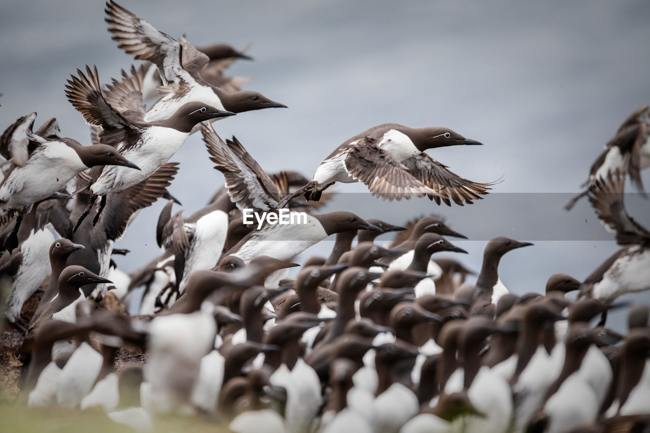 Common guillemots on hornøya island, norway