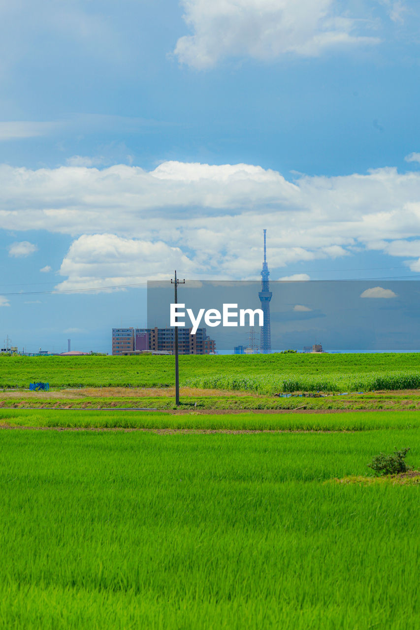 scenic view of agricultural field against cloudy sky