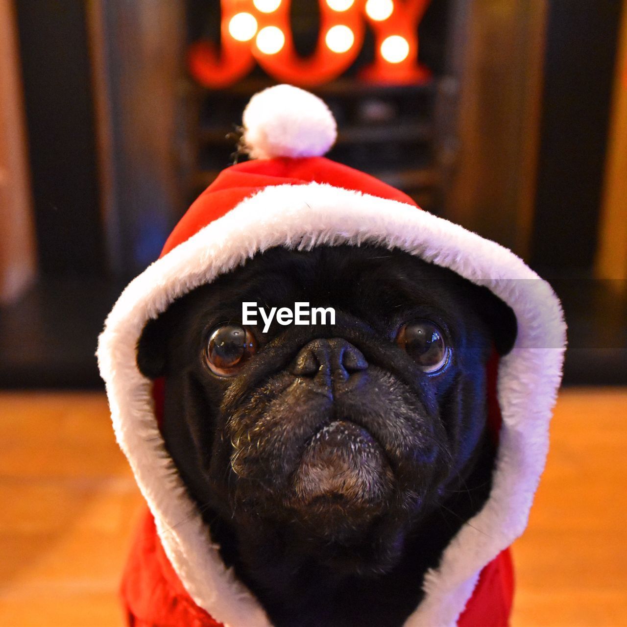 Portrait of pug with hat at home