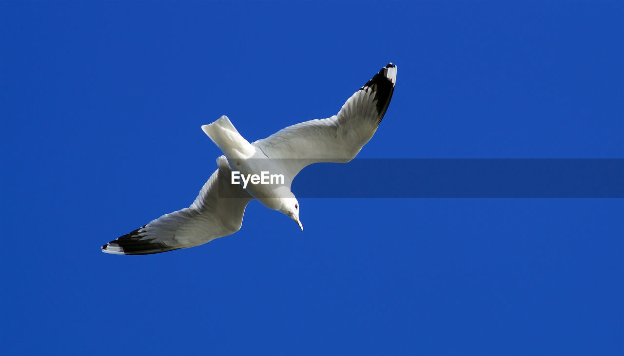 LOW ANGLE VIEW OF SEAGULLS FLYING AGAINST BLUE SKY