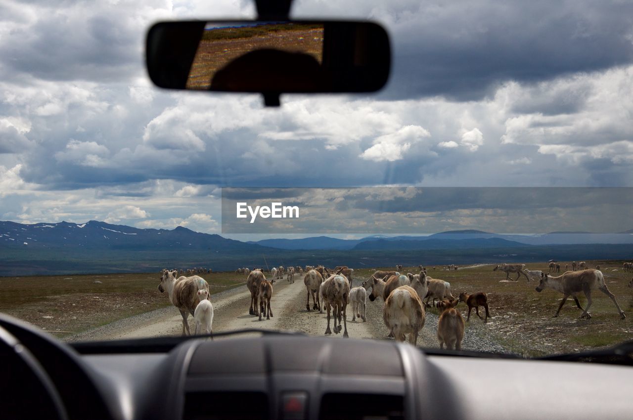 Reindeers walking on road seen through car windshield