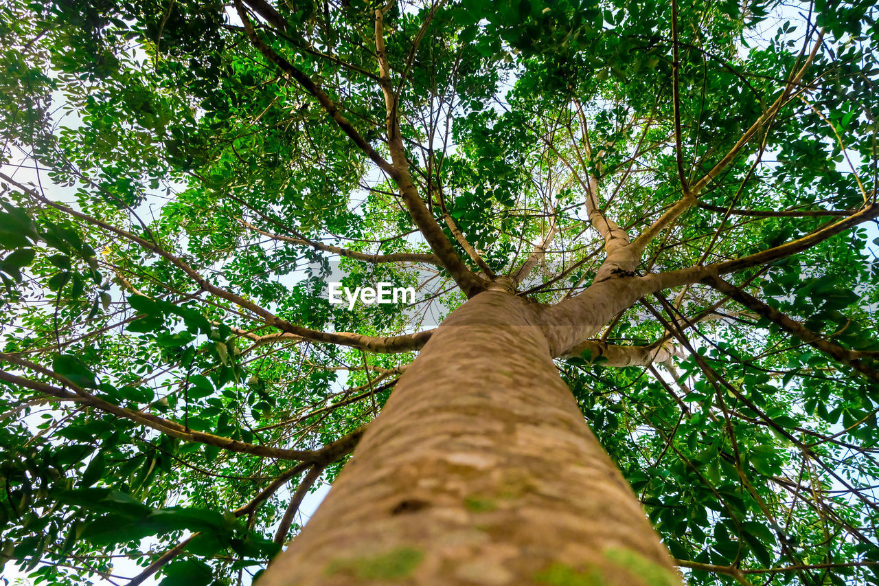 Low angle view of trees in forest against sky
