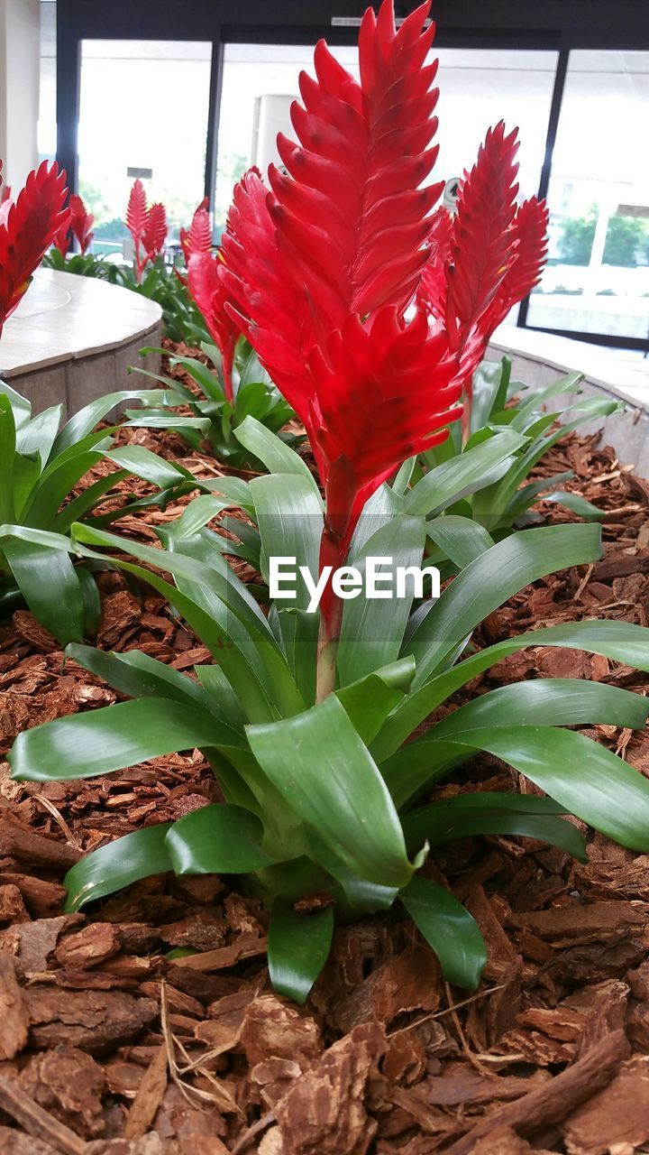 CLOSE-UP OF RED FLOWERS